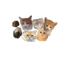 SIMBA CASKO PRESIDENT