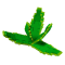 Aloe Vera produce