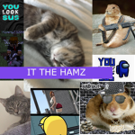 Ham the HamZ