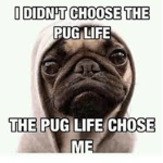 Pug life by theo