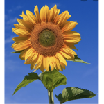 The sunflowers rank