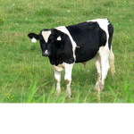 moos games