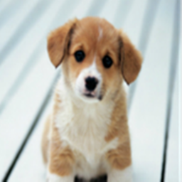 Dog Cafe Meeting Center
