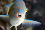 Club fish