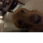 Eli the Dog