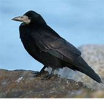 Rook community
