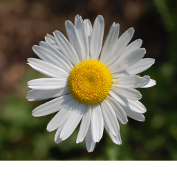 Falling Daisys fun place