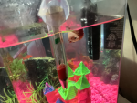 My fishy