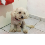 El perro waton