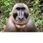wise monke