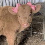 SWAGGY COWS!