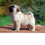 pug fans,