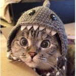 Cats International