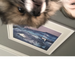 GRASNUSKEN