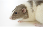The ratto palace