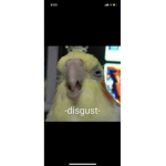 Monke boi$gg