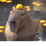 Capybara_Club