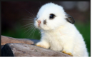 Bunny Love XD.