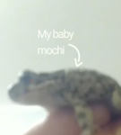Mochi-World