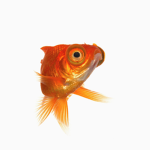 Goldfish heads