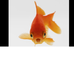 Chill Goldfish United