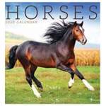 Horse School