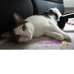 Die Katzen girls