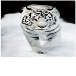 TIGERS OF BEDWARS