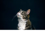 Cat_gangforlife