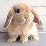 • Rabbit squad •