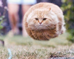SECRET CAT SOCIETY
