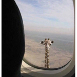 Robloxian Airlines!!!!