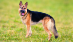 THE DOGLOVERS GROUP