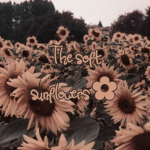 The soft sunflowers