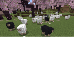 Sheep gang…