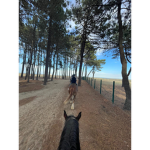 Les petit poney
