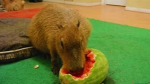 Capybara sensation