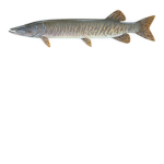 the muskellunges