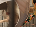 Echo'sRatGroup