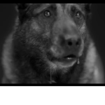 Wolves that watch