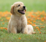 Dogs fan group 7894