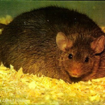 Fat Rat army for life