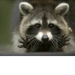 The Stream Group of Racoon