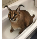 FloppaHissing