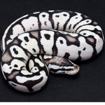 THE PYTHONS official group (ANYONE ALLOWED)
