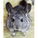 Animals are cuteeeeeeeeeeeeeeeee
