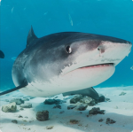 Sharktoothfinder group