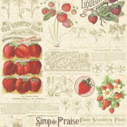 🍓༉‧