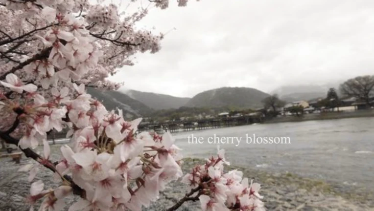 桜の花