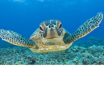 Turtles Today